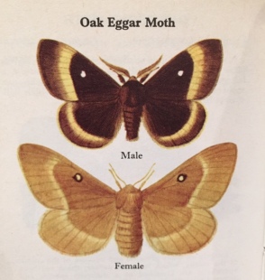 oak-eggar-moth